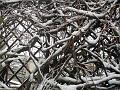 Neve (67)
